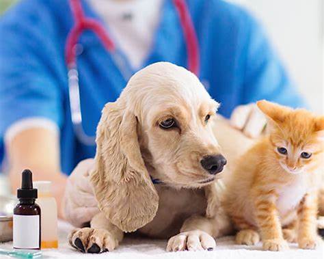 Veterinary medication prepared for dogs and cats with fast shipping across North Carolina